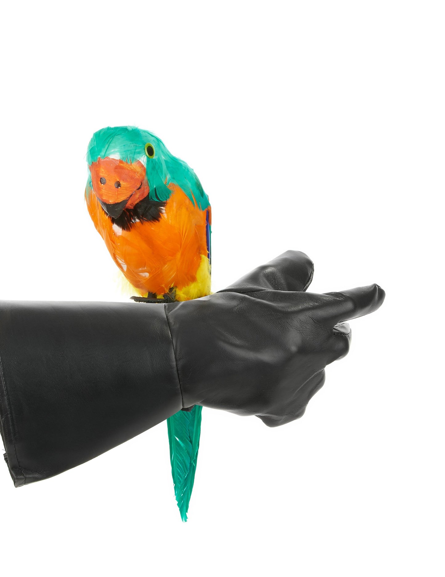 Situácia na ramene papagája z ostrovov