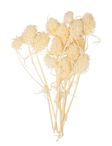 10 malých sušených prírodných bodliakov 8 cm