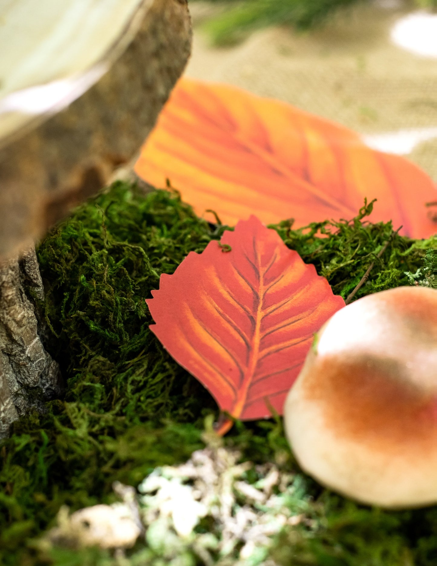 Súprava 11 kartónových jesenných listov 