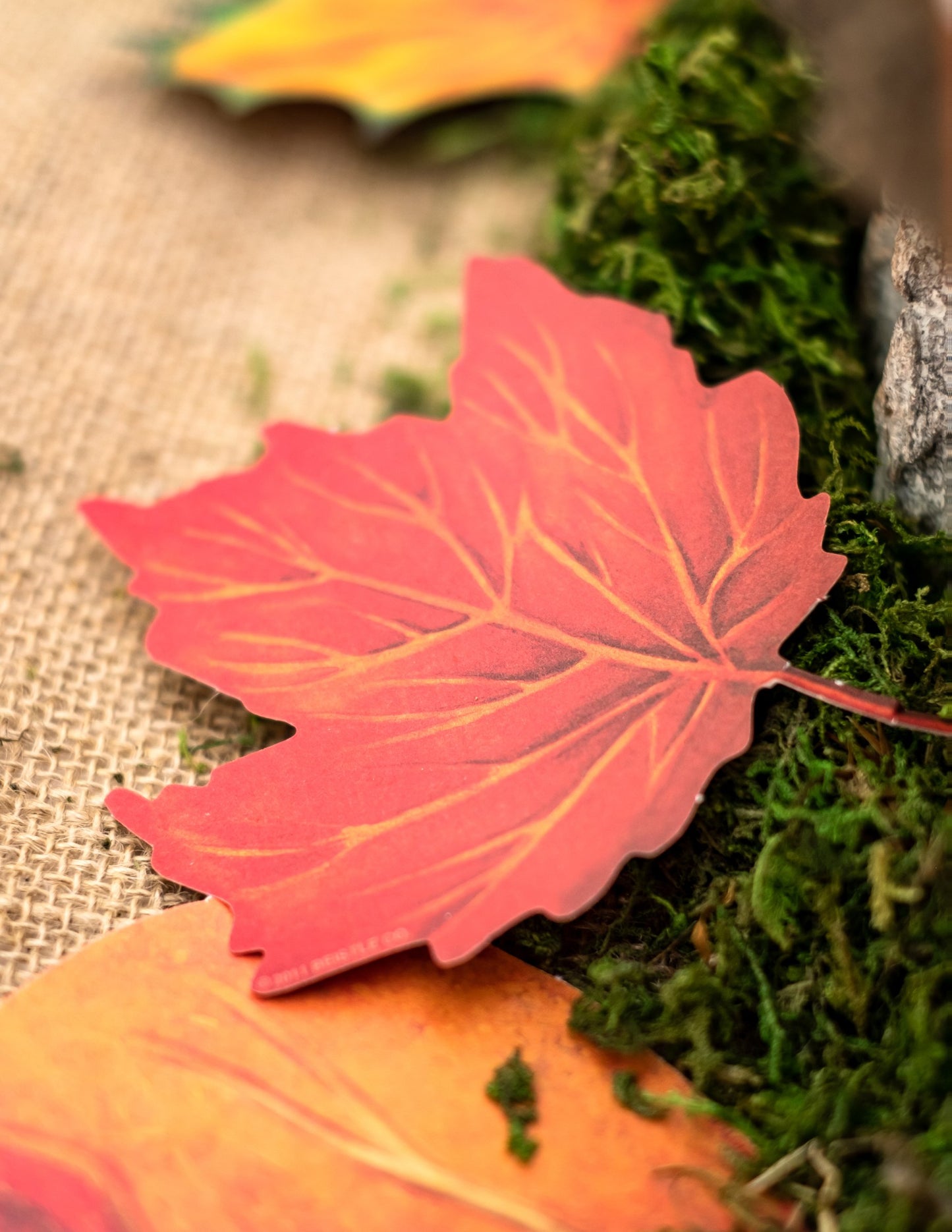 Súprava 11 kartónových jesenných listov 