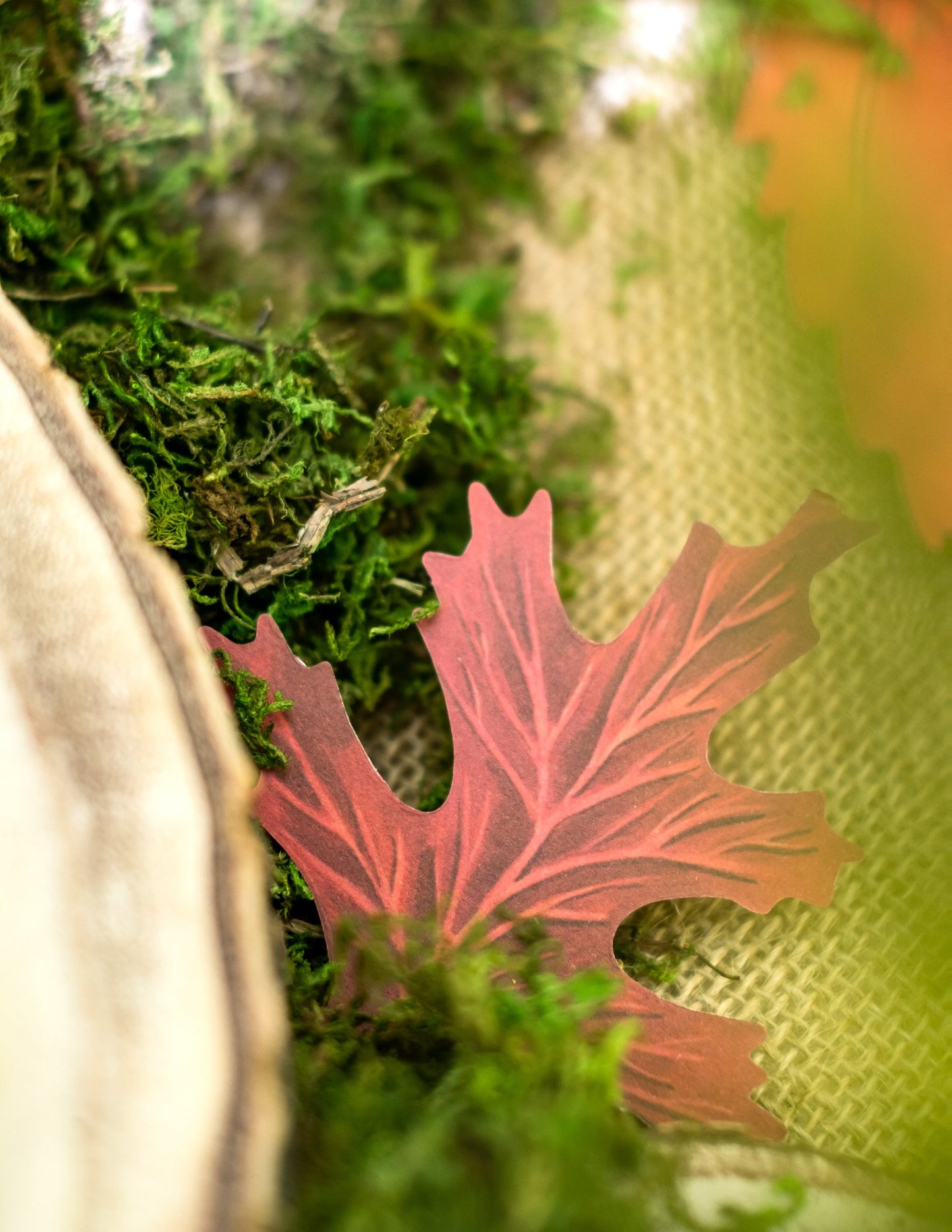 Súprava 11 kartónových jesenných listov 