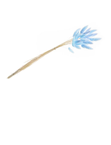Kytica pastelovo modrých lagurusov 50-60 cm, 25 sušených stoniek