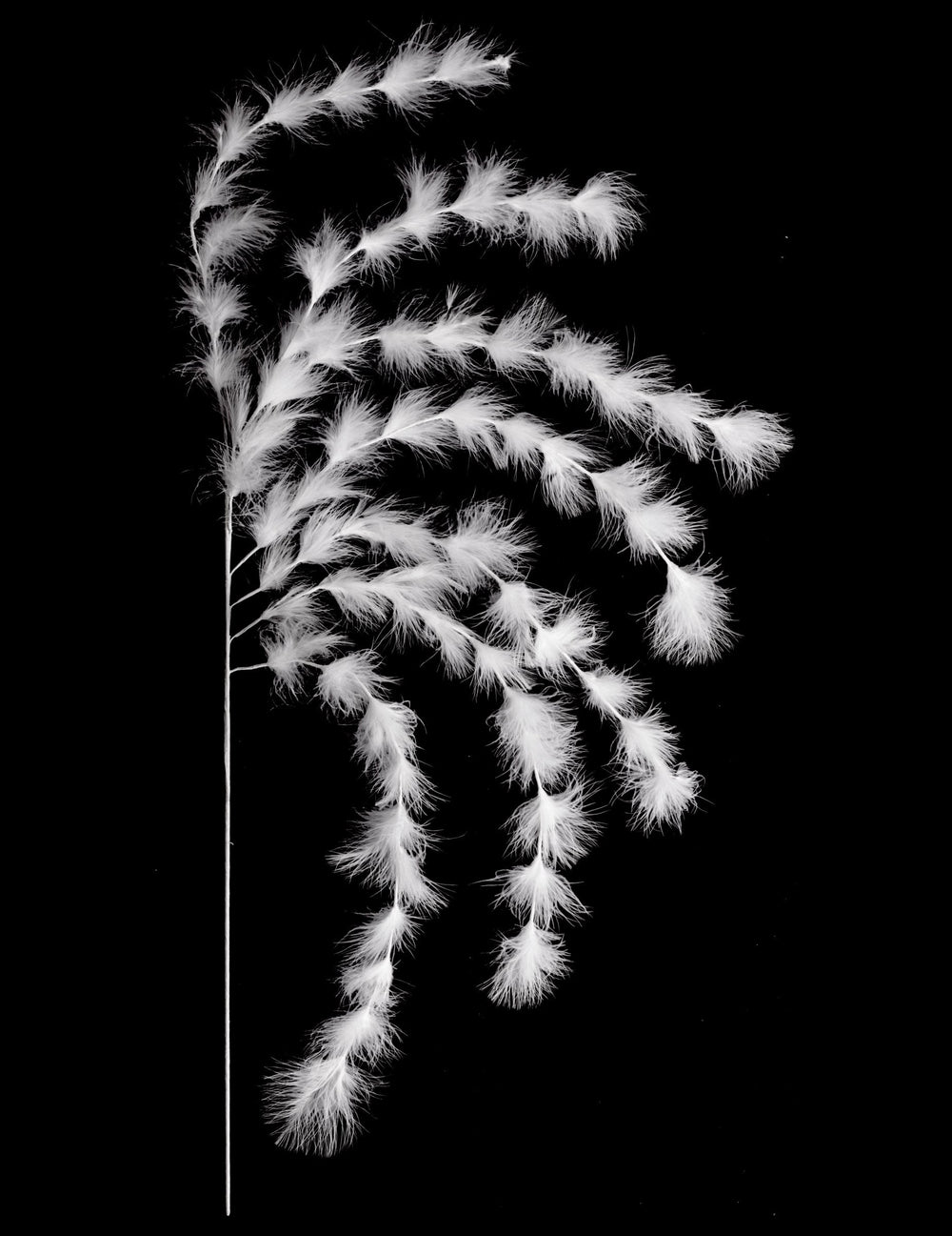 Branchage 7 brins plumes ambiance bohème pour décoration blanches