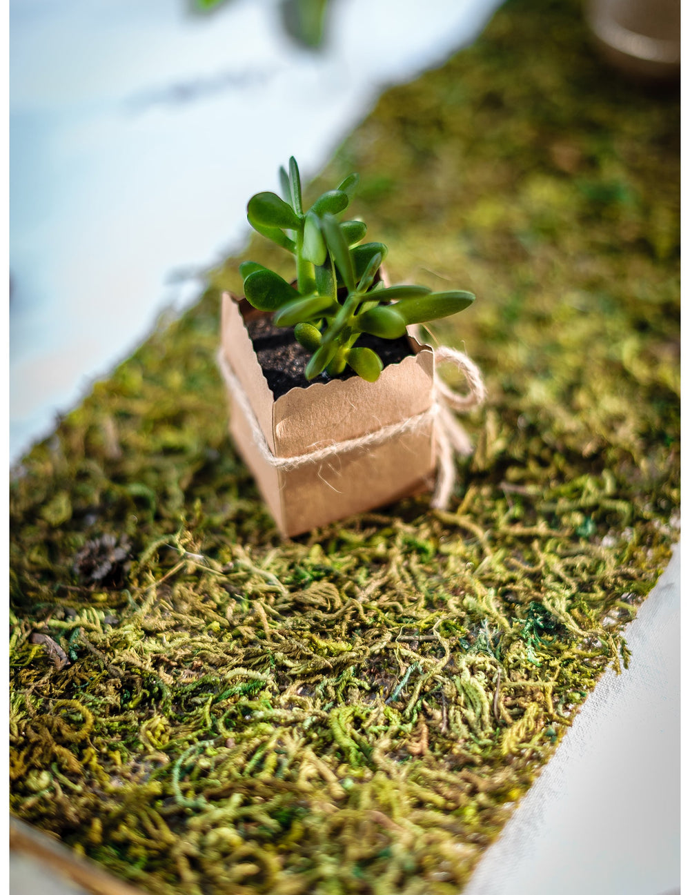 Gros plan sur une petite plante décorative du chemin de table végétal pour décoration de table