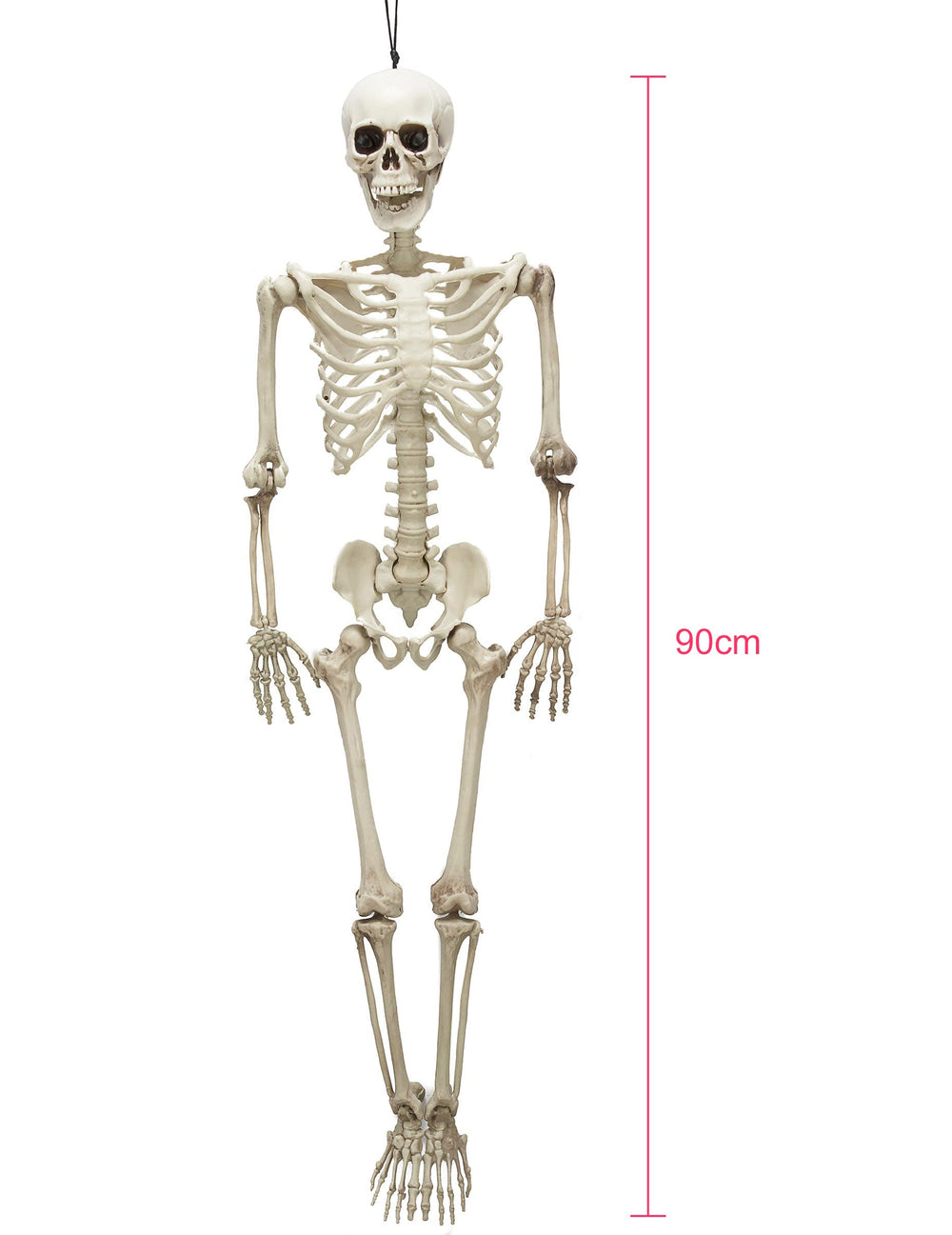 Vue d'ensemble avec échelle du squelette articulé Halloween