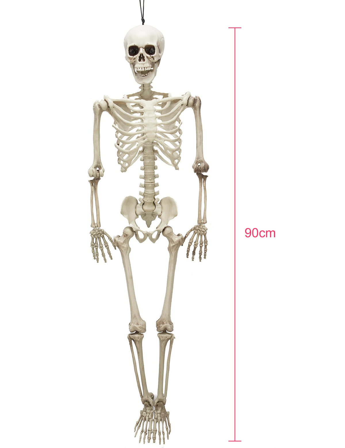 Vue d'ensemble avec échelle du squelette articulé Halloween